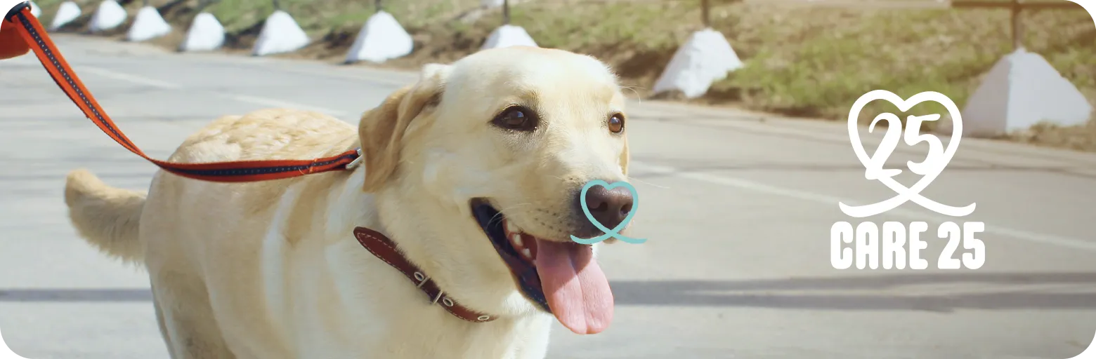 BrandInfoDog